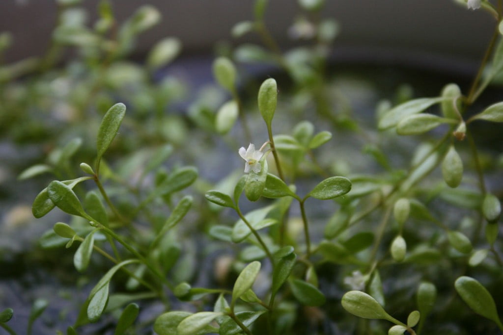Glossostigma elatinoides kwitnąca